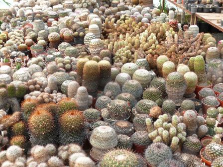 Mammillaria